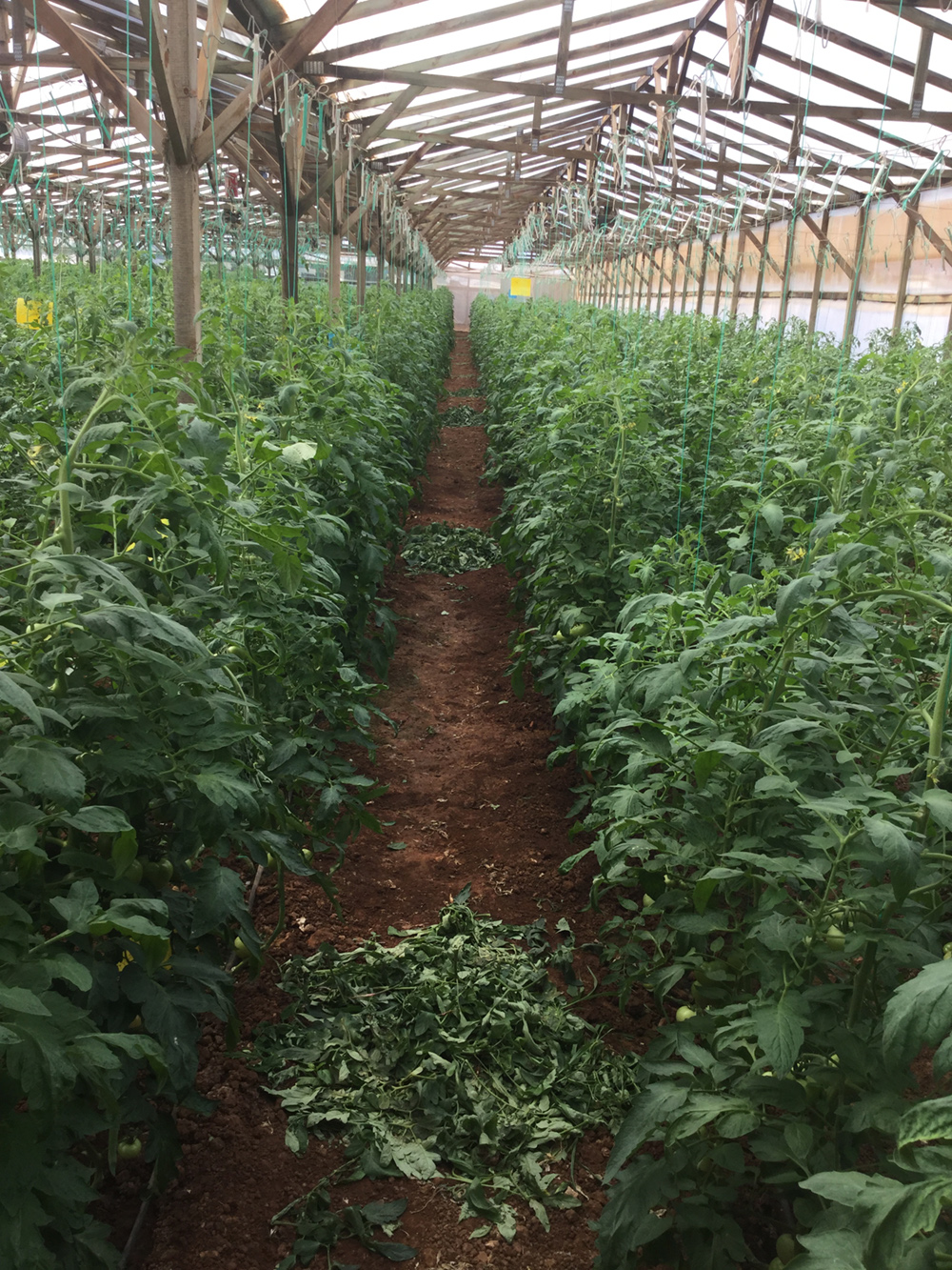 Picture 1. The tomato greenhouse of the Agrology Success Story (SS 2018_7_GR)