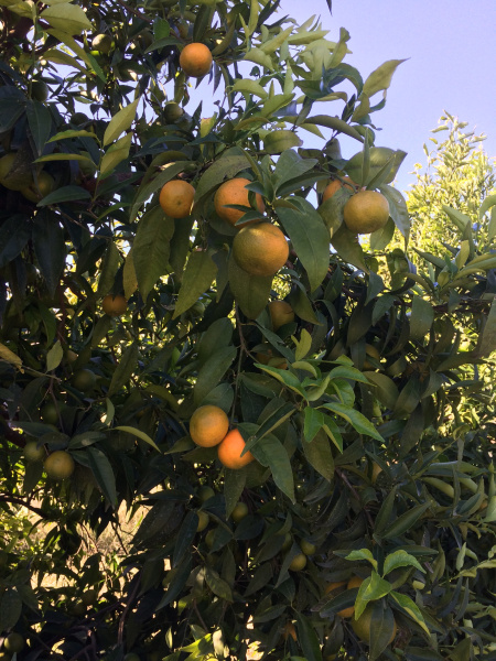 Picture 3. Mandarin Fruit Sample from the XGel Topaz application