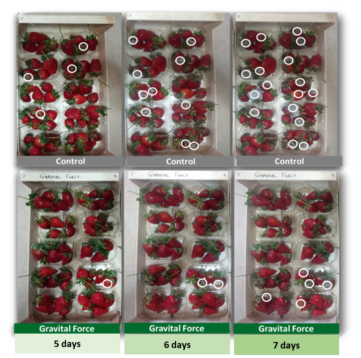 Picture 3. Strawberry Samples of Control (upper row) and Agrology’s Program (Gravital® Force, down row), after non-refrigerated maintenance (at room temperature) for 5, 6 & 7 days (From left to right).