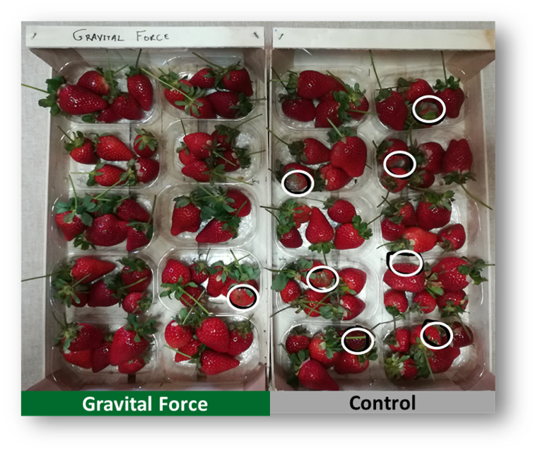 Picture 4. Strawberry fruit samples with Gravital® Force (left) and Control (right), after maintenance at room temperature, for 5 days after harvest. The white circles indicate areas of soft fruit pulp and/or fungal infections.
