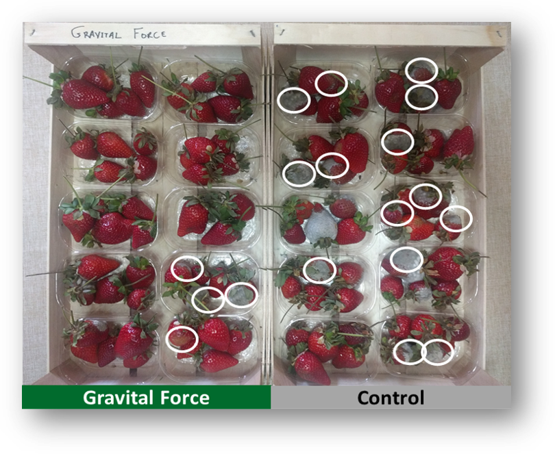 Picture 5. Strawberry fruit samples with Gravital® Force (left) and Control (right), after maintenance at room temperature, for 7 days after harvest. The white indicate areas of soft fruit pulp and/or fungal infections.