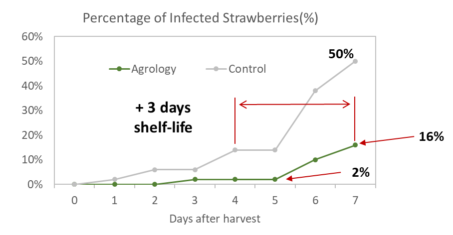 Picture 6. Percentage of infected fruits from post-harvest decay, after maintaining them at room temperature for a period of 1 to 7 days.