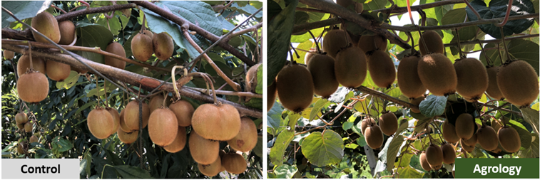 Picture 3. Kiwi fruits. By applying Agrology’s Functional Crop Nutrition® products, an increase in fruit size uniformity (right) was achieved, compared to the Control (left), 2 months before harvest.