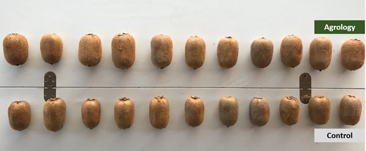 Picture 4. Comparison of fruit size in Agrology (above) and Control (below) treatment