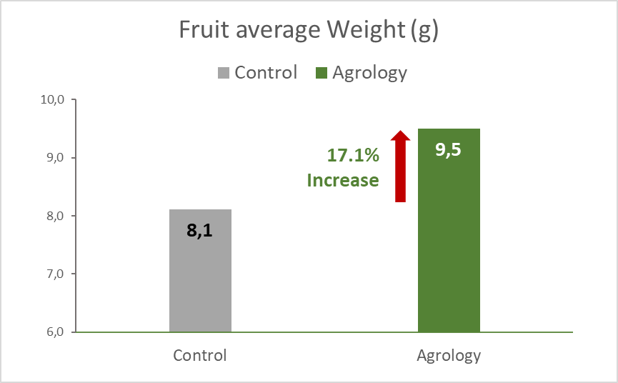 Picture 3. Average Fruit Weight in Control and Agrology Program