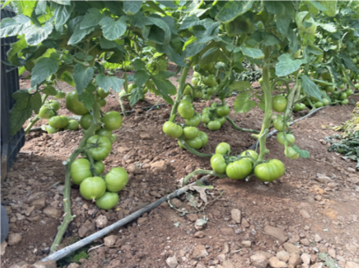Agrology Success Stories: Greenhouse Tomato Yield Increase