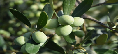Agrology Success Stories: Increase in Organic Olive Oil Production