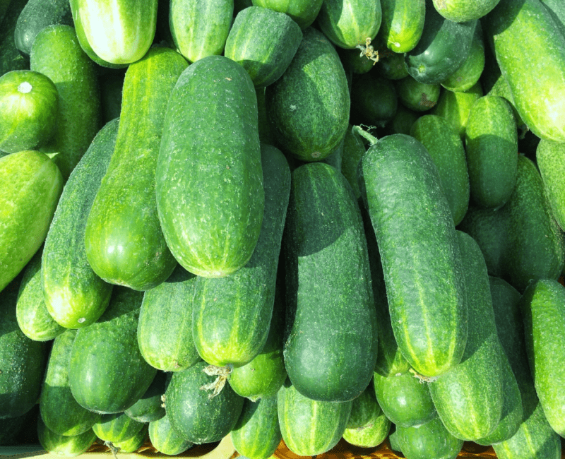 Agrology Success Stories: Greenhouse Cucumber Yield Increase