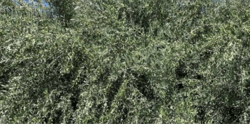 Agrology Mega Success Stories: Increase in Olive Oil Production