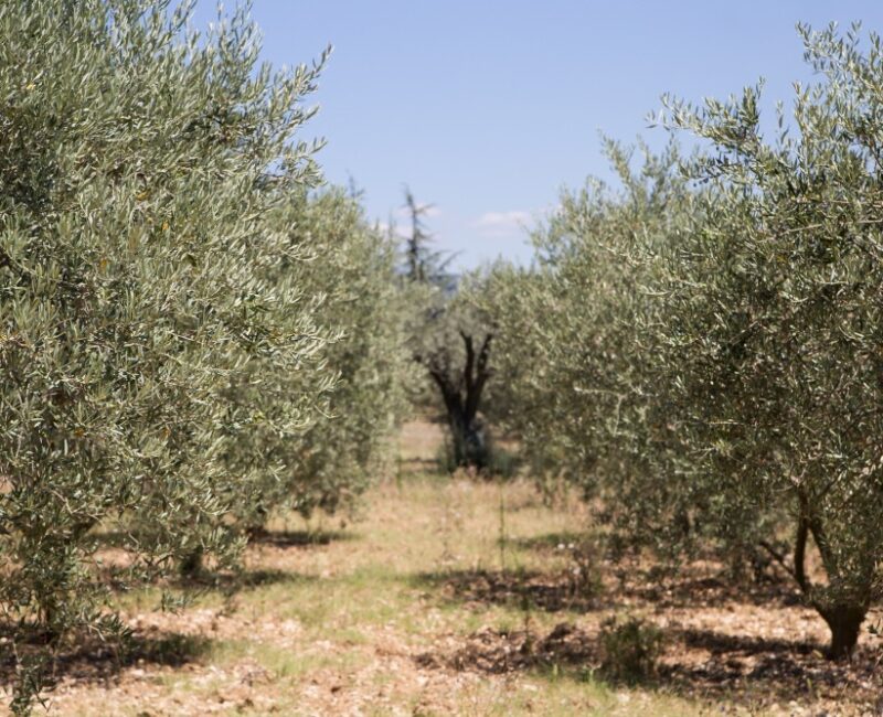 Agrology Success Stories – Increase in Olive Oil Production and Improvement in Quality Characteristics