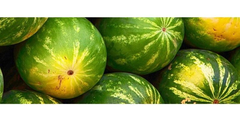 Agrology Success Stories: Yield Increase and Early Harvesting in Watermelon