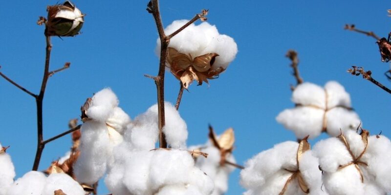 AlfaVita Magnit®: Functional Crop Nutrition® in Cotton