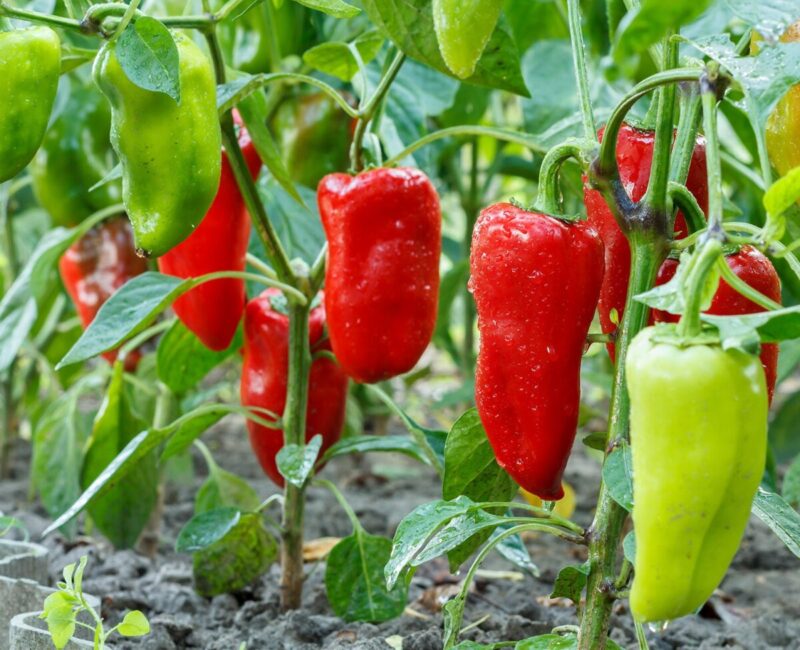 Agrology Success Stories: Greenhouse Pepper Yield Increase