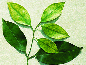 Εσπεριδοειδή-Έλλειψη Σιδήρου