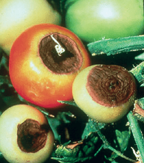 Τομάτα-Έλλειψη Ασβεστίου