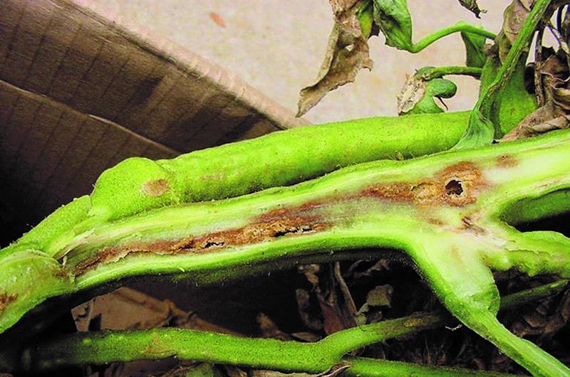 Βακτηριακό 'Ελκος Τομάτας (Clavibacter michiganensis)