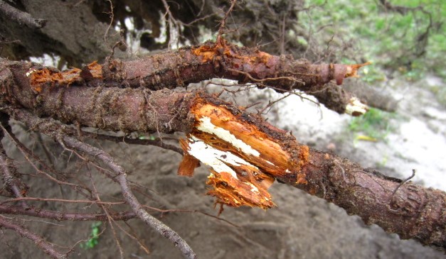 Προσβολή από Αρμιλάρια σε ρίζα Ροδακινιάς