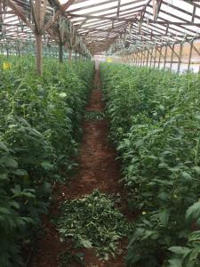 Εικόνα 1. To θερμοκήπιο Τομάτας του Success Story της Agrology