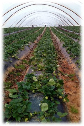 Βελτίωση της Συνεκτικότητας Καρπών Φράουλας