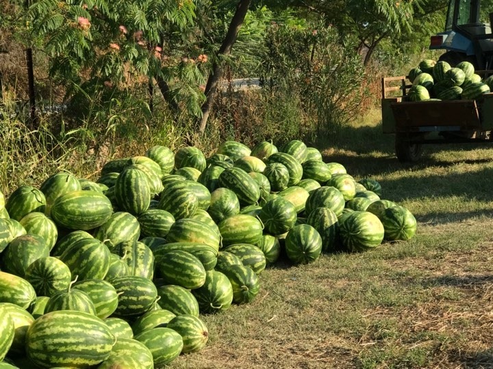 Agrology – Δωρεά στο Κοινωνικό Παντοπωλείο Βόλου 1