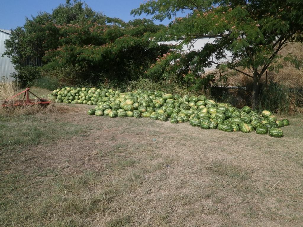 Agrology – Δωρεά στο Κοινωνικό Παντοπωλείο Βόλου 2