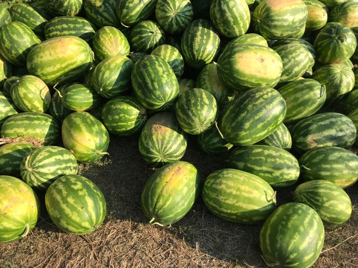 Agrology – Δωρεά στο Κοινωνικό Παντοπωλείο Βόλου 5