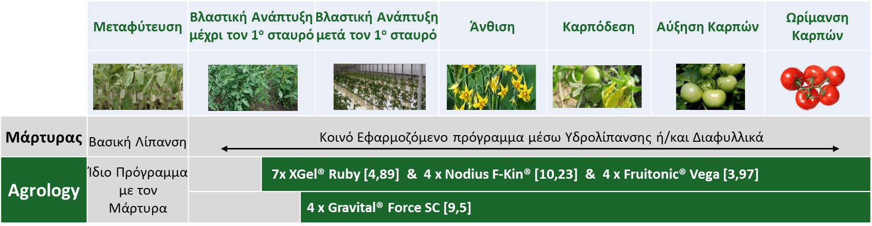 Εικόνα-1.-Πρόγραμμα-Θρέψης σε Τομάτα