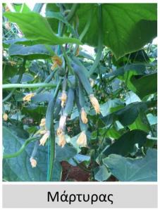 Εικόνα 5. Μάρτυρας Αδυναμία αύξησης μεγέθους “δεμένων” καρπών.