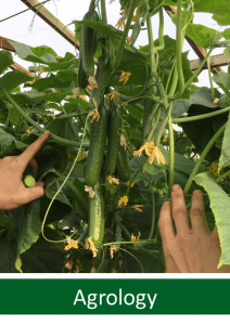 Εικόνα 6. Agrology Άριστη αύξηση μεγέθους “δεμένων” καρπών.