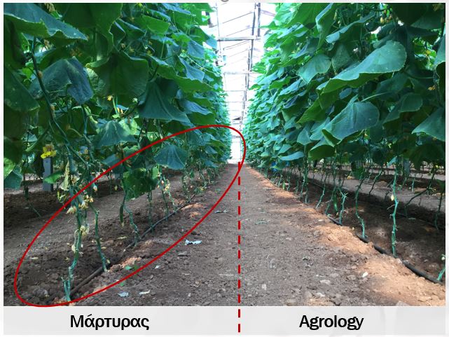 Εικόνα 7. Μάρτυρας