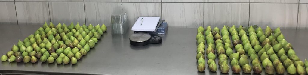 Εικόνα 1. Μετρήσεις των καρπών των σύκων