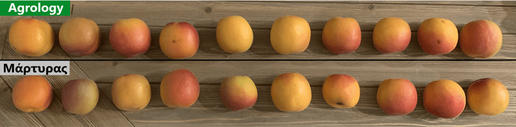 Εικόνα 9. Δείγμα Καρπών Βερίκοκου του Μάρτυρα (κάτω) και του Προγράμματος Agrology (επάνω)