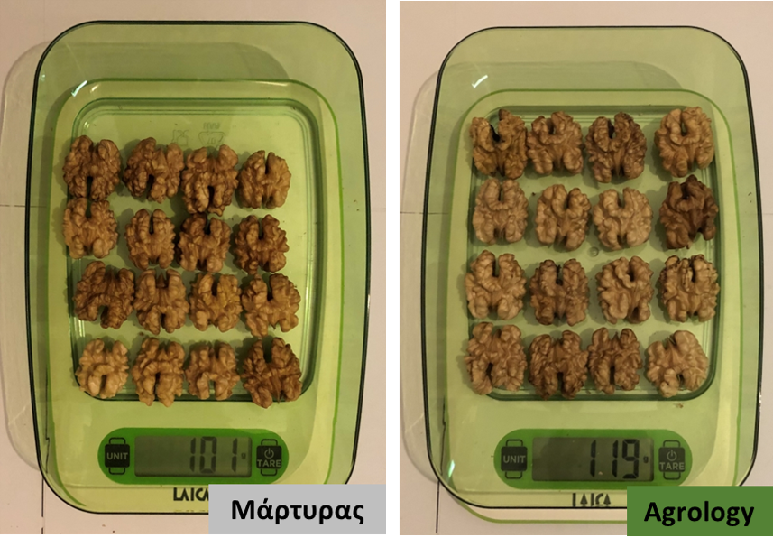 Εικόνα 5. Μέσο Βάρος Καρπού - Ψίχα (gr). Δείγμα 16 καρπών του προγράμματος Agrology (δεξιά) και δείγμα 16 καρπών του Μάρτυρα (αριστερά).