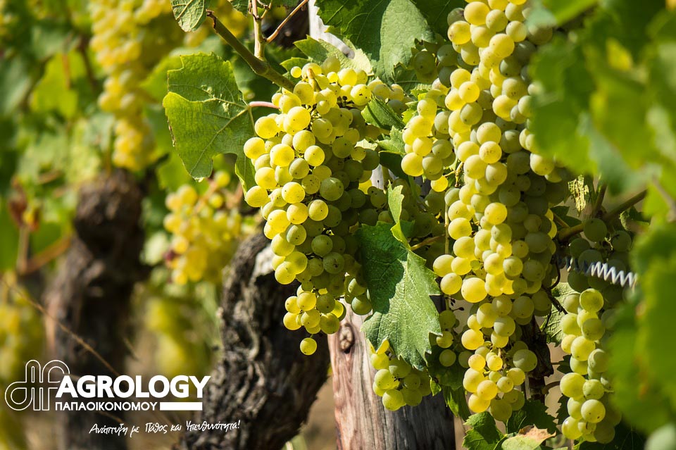 Βελτίωση Ποιότητας​ Οινοποιήσιμων Σταφυλιών var. Βιδιανό​