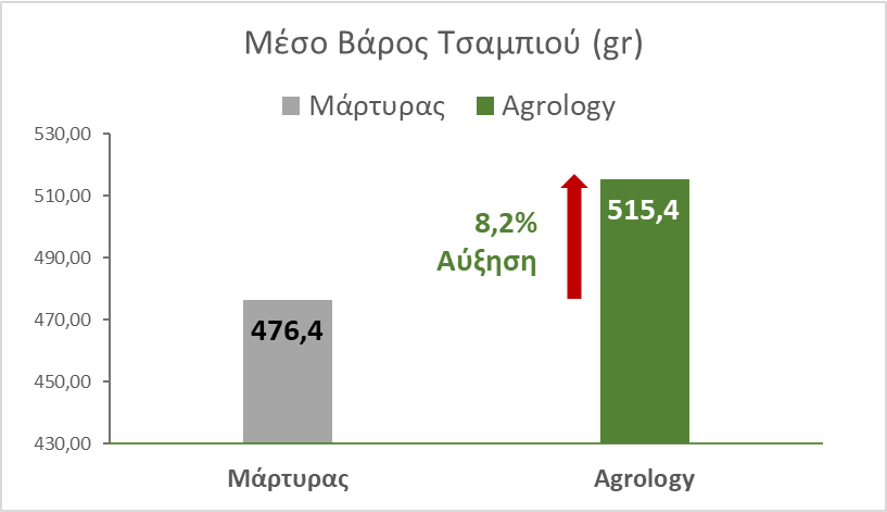 Εικόνα 3. Βάρος Τσαμπιού. Με την εφαρμογή του Προγράμματος Agrology, επιτεύχθηκε αύξηση του βάρους του τσαμπιού κατά 8,2%, συγκριτικά με τον Μάρτυρα.