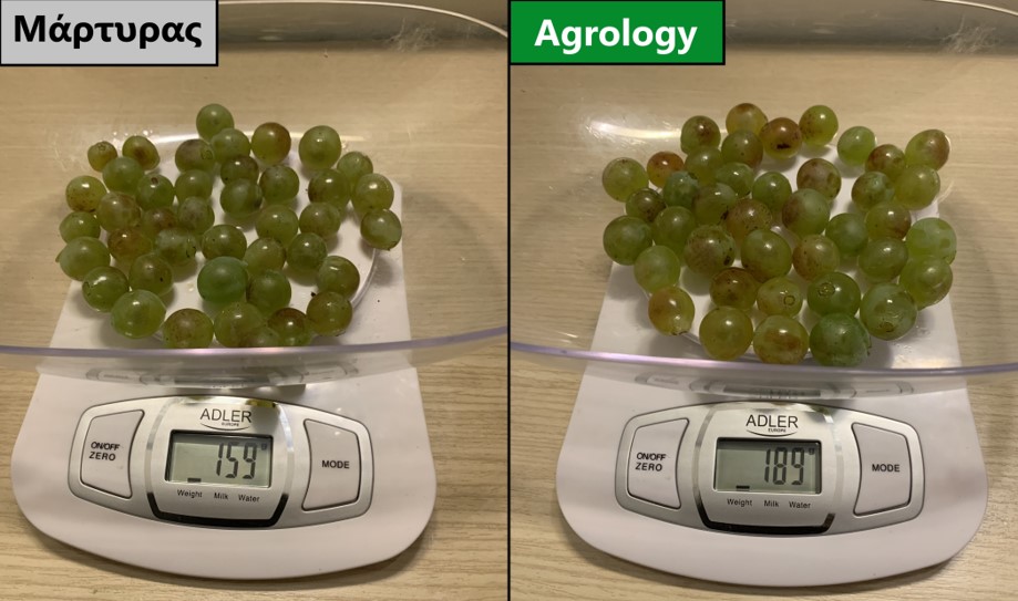 Εικόνα 6. Βάρος 40 Ραγών. Με την εφαρμογή του Προγράμματος Agrology (δεξιά), επιτεύχθηκε αύξηση του βάρους ραγών τσαμπιού κατά 17,8%, συγκριτικά με τον Μάρτυρα (αριστερά).