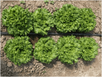 Μαρούλι  (Lactuca sativa L.)