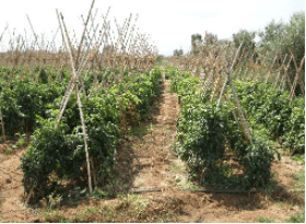 Τομάτα (Solanum lycopersicum L.)