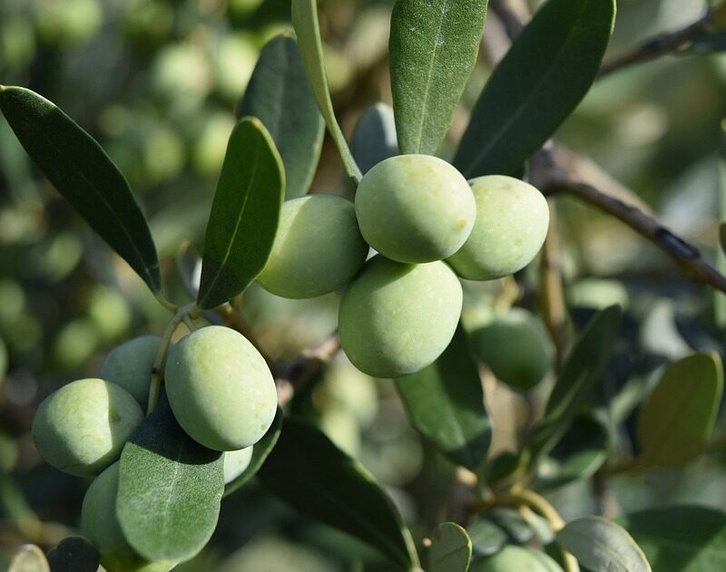 Protonic Quattro: Αύξηση Μεγέθους & Βάρους καρπών στην Επιτραπέζια Ελιά​​