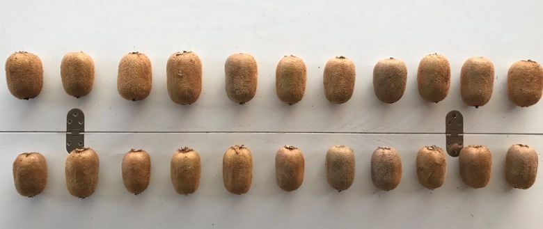 Εικόνα 8. Σύγκριση καρπών ακτινιδίου Agrology (επάνω) και Μάρτυρα (κάτω) στην ομοιομορφία καρπών