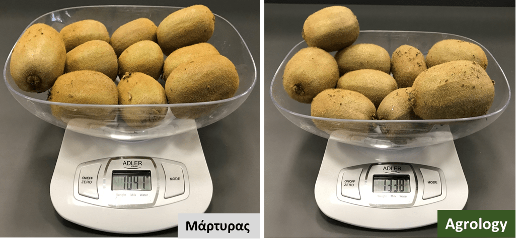 Εικόνα 4. Δείγμα 10 καρπών προγράμματος Agrology δεξιά και δείγμα 10 καρπών Μάρτυρα αριστερά.