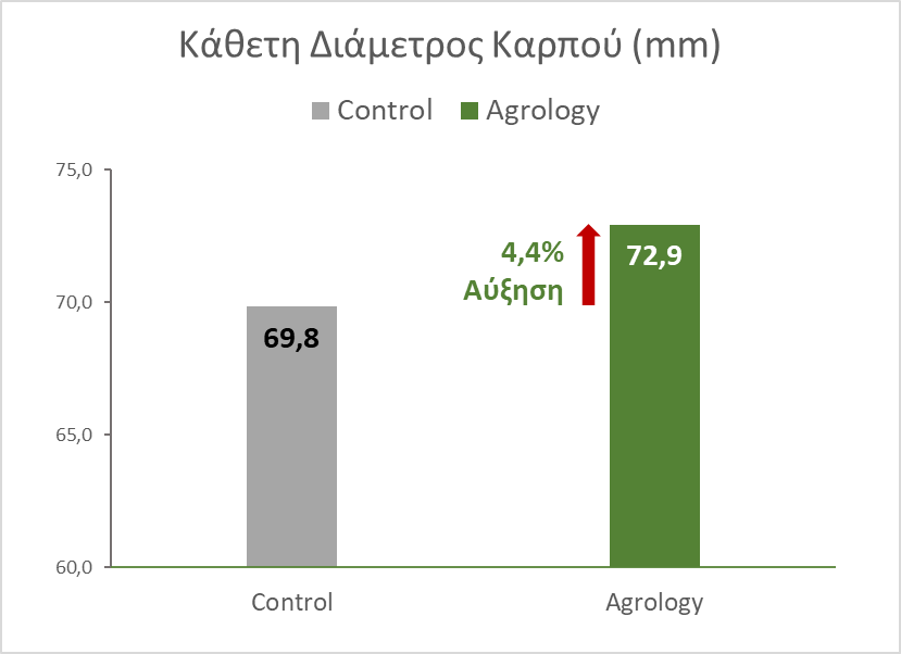 Εικόνα 5. Κάθετη Διάμετρος Καρπού (mm). Με την εφαρμογή του Προγράμματος Agrology, επιτεύχθηκε αύξηση του κάθετης διαμέτρου των καρπών κατά 4,4%, συγκριτικά με τον Μάρτυρα.
