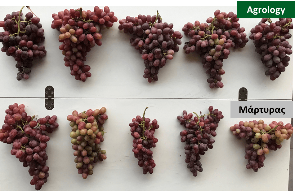 Εικόνα 6. Μήκος Βότρυ. Δείγμα βότρυων ποικιλίας Crimson, τμήματος μεταχείρισης Agrology (επάνω) και τμήματος μεταχείρισης Μάρτυρα (κάτω) ποικιλίας Crimson.