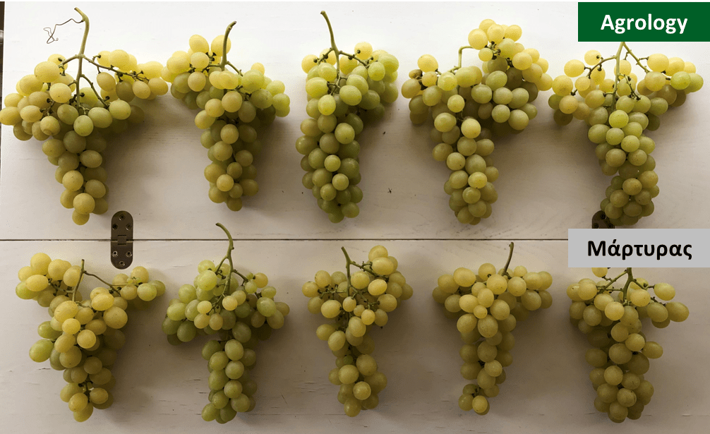 Εικόνα 7. Μήκος Βότρυ. Δείγμα βότρυων ποικιλίας Italia, τμήματος μεταχείρισης Agrology (επάνω) και τμήματος μεταχείρισης Μάρτυρα (κάτω) ποικιλίας Italia.