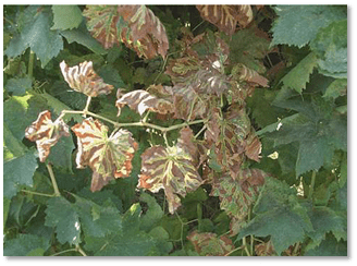 προσβολή από ισκα 2