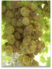 προσβολή από ισκα