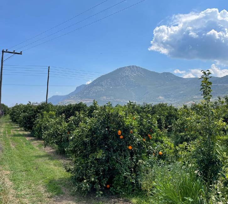 Εικόνα 4. Άποψη του πειραματικού εσπεριδοειδώνα