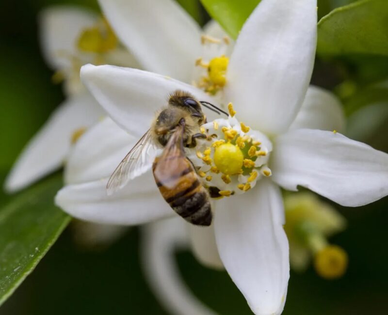 Εικόνα 1. Συλλέκτρια μέλισσα σε άνθος πορτοκαλιάς