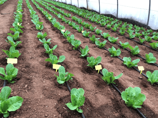 Αύξηση Ριζοβολίας​ Μαρουλιού Υπαίθρου