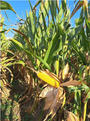 AlfaVita® Magnit: Αύξηση ποιοτικών παραμέτρων ανάπτυξης καλλιέργειας Αραβοσίτου​